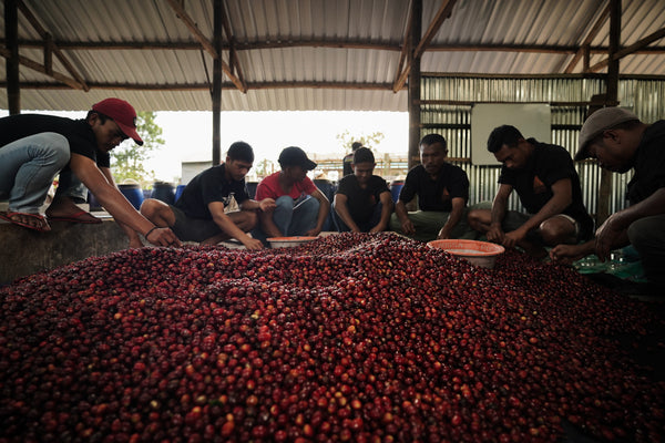 Good Vibes Roastery - Indonesia Tuang Flores, Fully Washed Kartika II