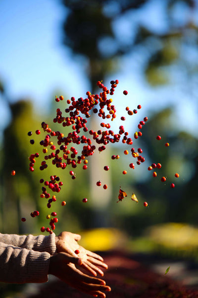 Pirates of Coffee - SHANTAWENE ANAEROBIC Espresso: Ethiopia Anaerobic Natural