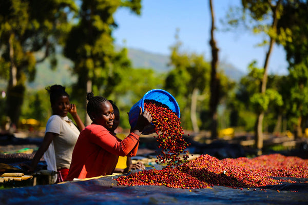 Pirates of Coffee - SHANTAWENE ANAEROBIC Espresso: Ethiopia Anaerobic Natural