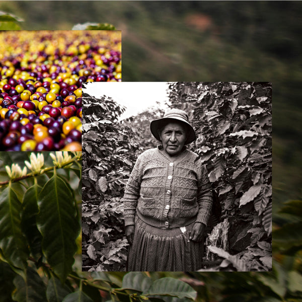 Drop Coffees - Carmelita, Washed Caturra, Bolivia