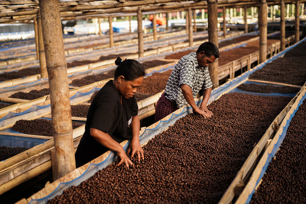Good Vibes Roastery - Indonesia Tuang Flores, Fully Washed Kartika II