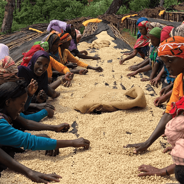 Roseline Coffee - Ethiopia Mulish