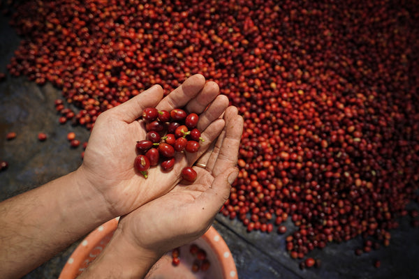 Good Vibes Roastery - Indonesia Tuang Flores, Fully Washed Kartika II