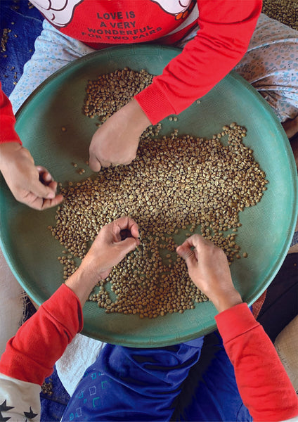 Good Vibes Roastery - Indonesia Tuang Flores, Fully Washed Kartika II