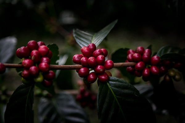 BLACKBERRY SUNDAE: Colombia Co-Ferment Honey + Thermal Shock