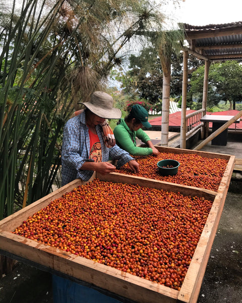 CANDY: Colombia Carbonic Maceration Natural