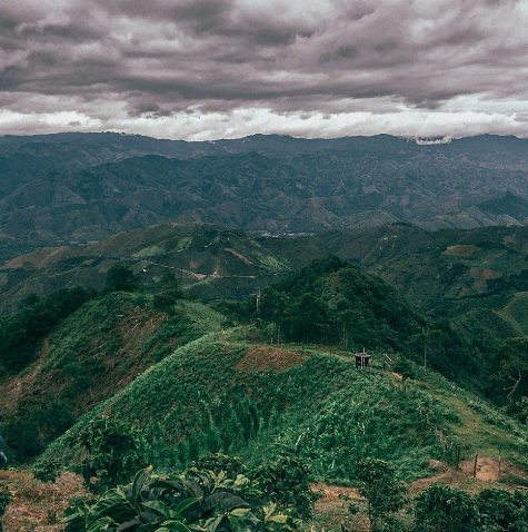 Pirates of Coffee - EL PATRON ESPRESSO: Colombia Tolima