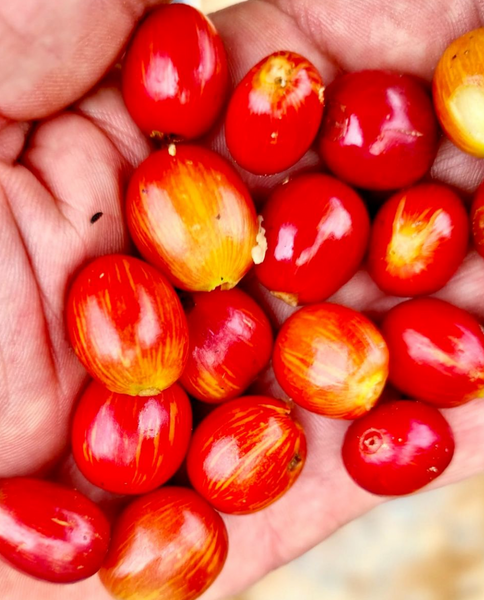 Pirates of Coffee - Razzleberry Espresso, Colombia Co-ferment Natural