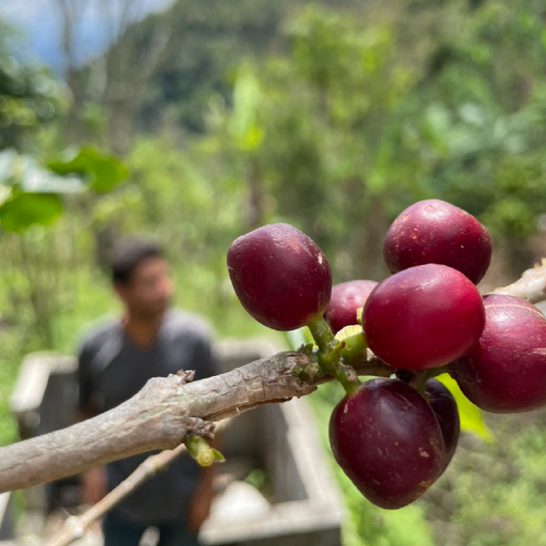 Roseline Coffee - First Flowers Blend