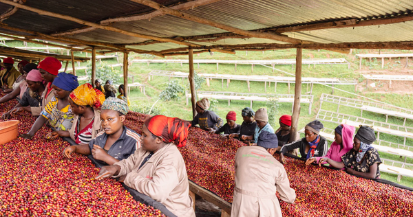 CLOUD CANDY: Rwanda Anaerobic Natural