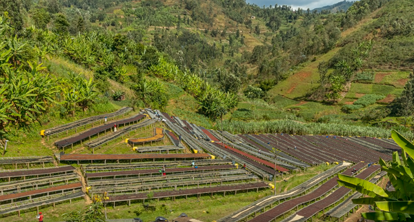 STARR BERRY: Rwanda Anaerobic Natural
