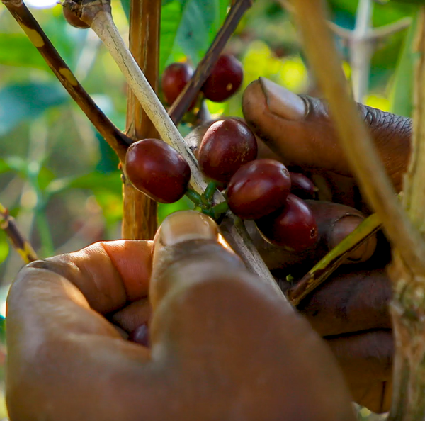 STARR BERRY: Rwanda Anaerobic Natural