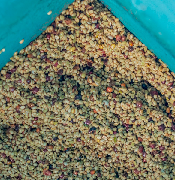 STARR BERRY: Rwanda Anaerobic Natural