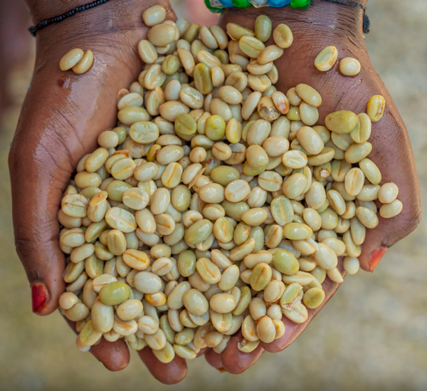 CLOUD CANDY: Rwanda Anaerobic Natural