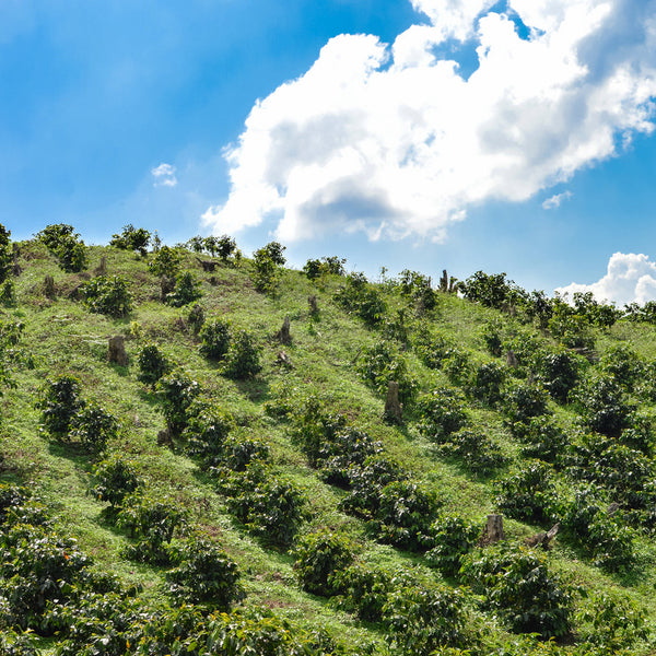 Kiss the Hippo Coffee - Honduras Marcala Lenca