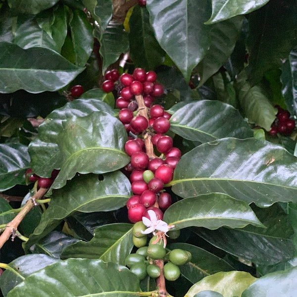 Drop Coffees - Los Andes, Natural Bourbon, El Salvador