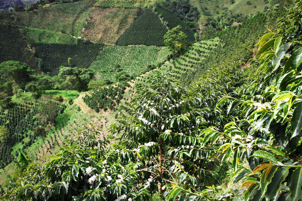 September Coffee - Las Perlitas Lot 2, Colombia Washed Pink Bourbon