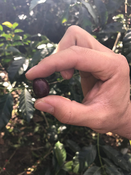 Drop Coffees - Los Andes, Natural Bourbon, El Salvador