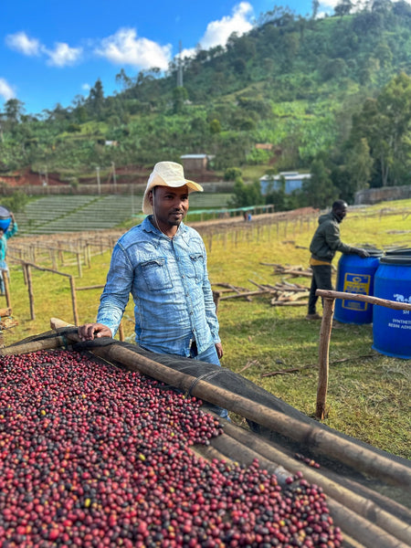 September Coffee -  Basha Bekele, Ethiopia (Filter)