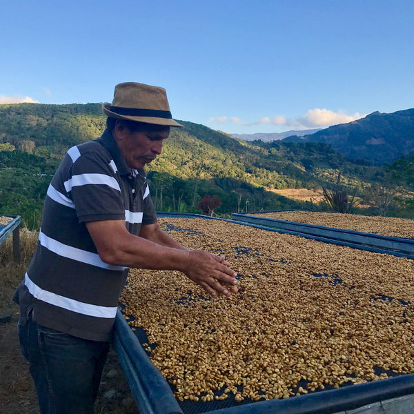 Drop Coffees - La Pira, Anaerobic Typica, Costa Rica