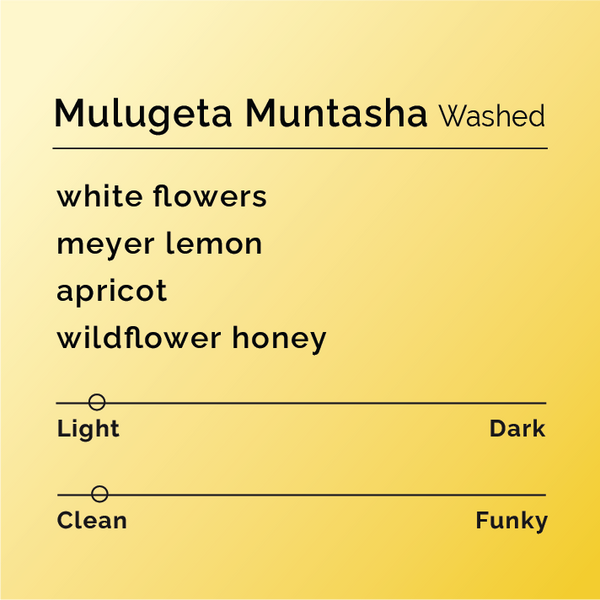 Black White Roasters - Mulugeta Muntasha Washed