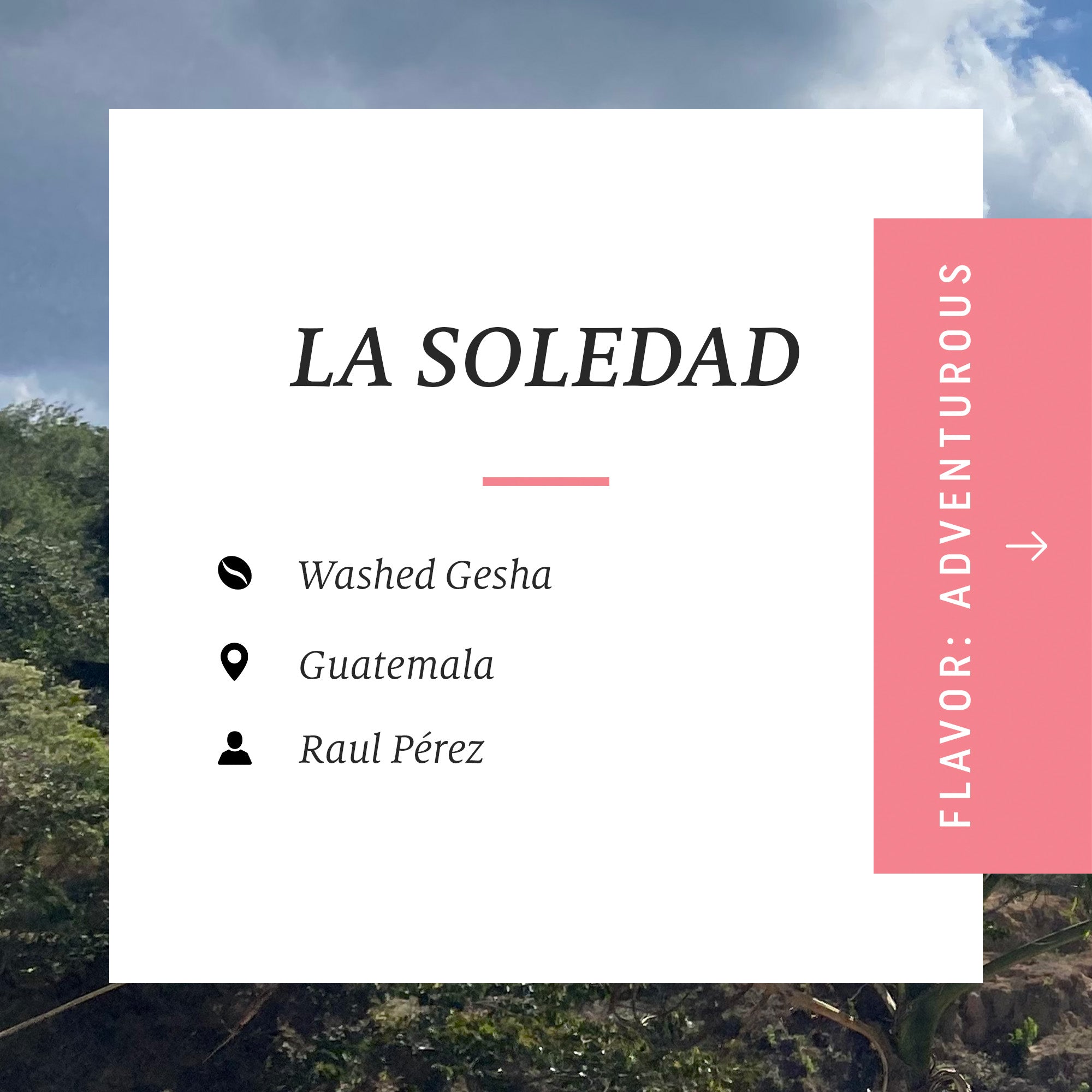 Drop Coffees - La Soledad, Washed Gesha, Guatemala