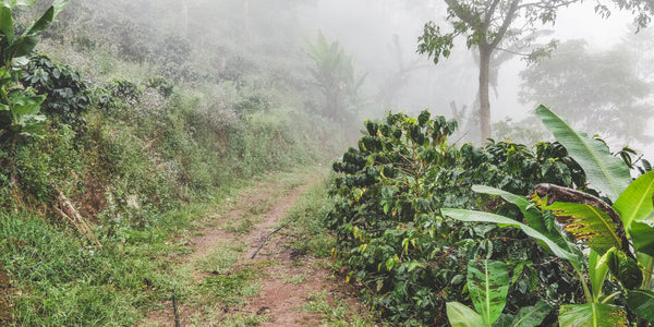 Pirates of Coffee - The Lost Treasures PACAMARA: Nicaragua Natural