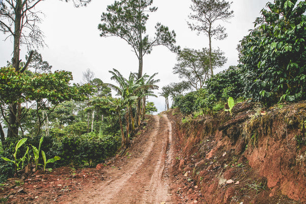 Pirates of Coffee - The Lost Treasures PACAMARA: Nicaragua Natural