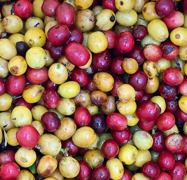 Pirates of Coffee - DECAF GEISHA BLEND: Panama Creativa Coffee District