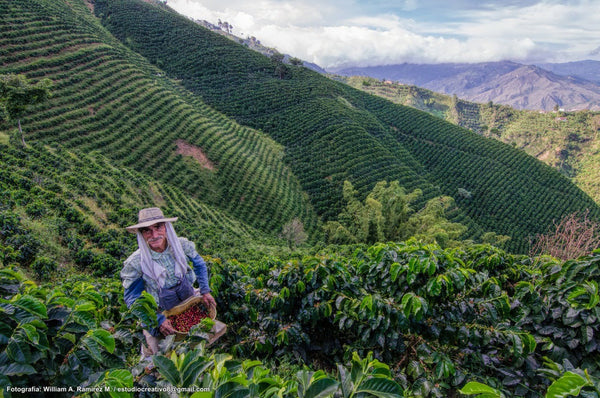 Pirates of Coffee - Cali Soda - Colombia Anaerobic Natural