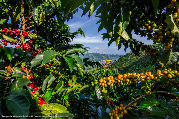 Pirates of Coffee - Wild Cherry Soda - Colombia Anaerobic Natural