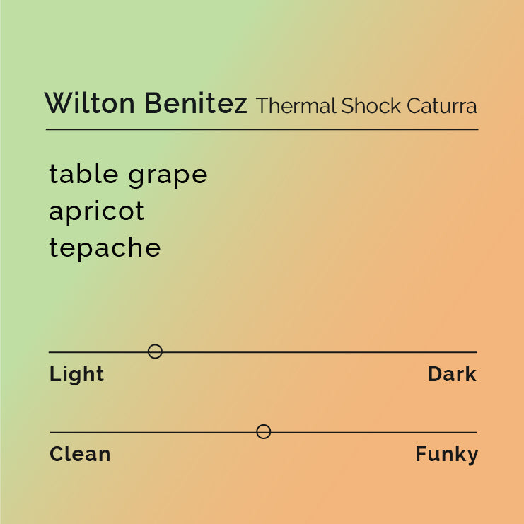 Black White Roasters - Wilton Benitez Thermal Shock Caturra