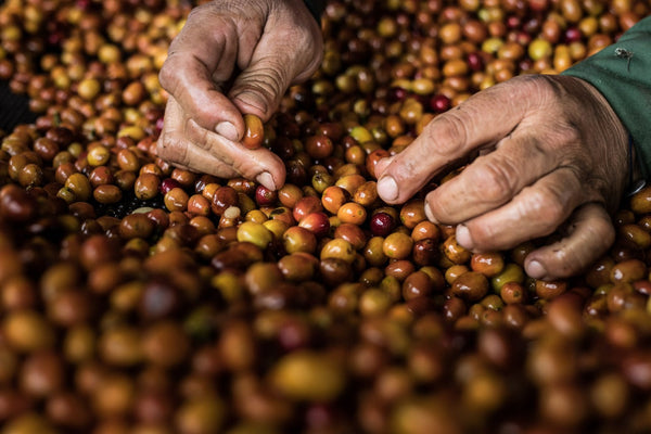 CANDY: Colombia Carbonic Maceration Natural