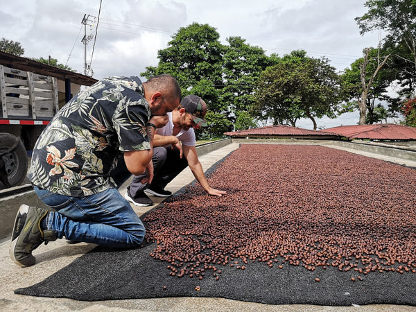 CANDY: Colombia Carbonic Maceration Natural