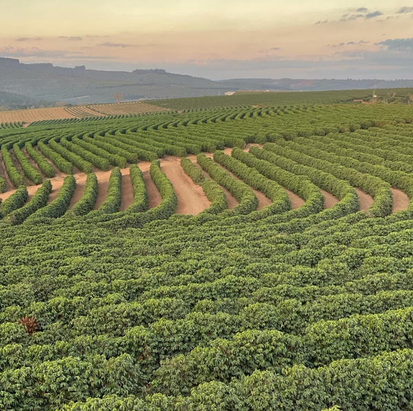 Pirates of Coffee - Elixir Espresso, Colombia Honey Culturing