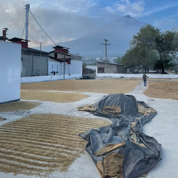 Roseline Coffee - Guatemala Josue Morales