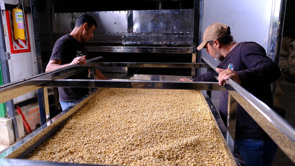 September Coffee -  Golden Hour, Colombia Anaerobic Washed Thermal Shock Pink Bourbon