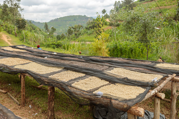 September Coffee - Giko Hill Espresso, Rwanda Washed Red Bourbon
