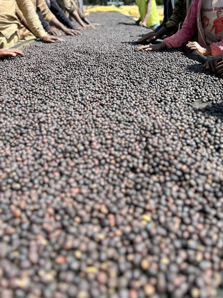 September Coffee - Nguisse Nare, Ethiopia Natural JARC14158