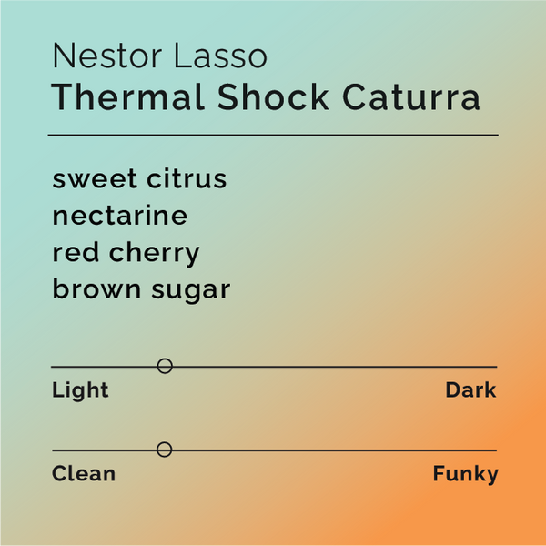 Black White Roasters - Nestor Lasso Thermal Shock Caturra