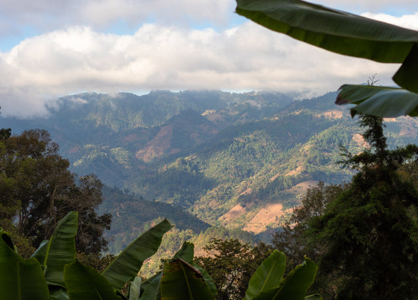 September Coffee - Irineo Ramirez Milk Espresso, Guatemala Washed Pache