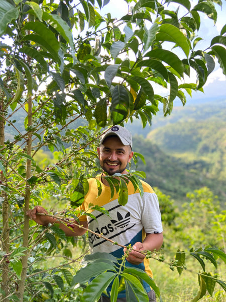 September Coffee - Monkaaba, Colombia Washed SL-28