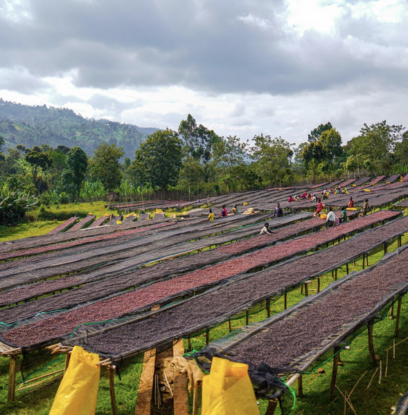 Pirates of Coffee - Cherry Cola: Ethiopia Yirgacheffe Washed