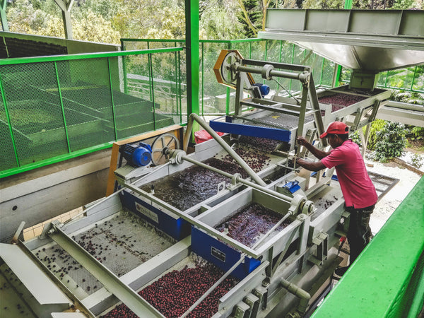 Pirates of Coffee - Red Catuai: Nicaragua Natural