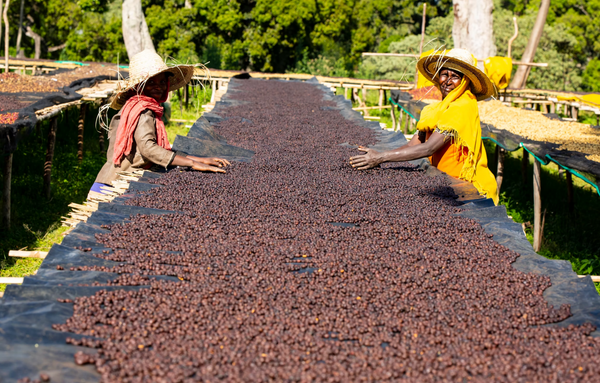Pirates of Coffee - Bloom, Daye Bensa Ethiopia Abore Washed