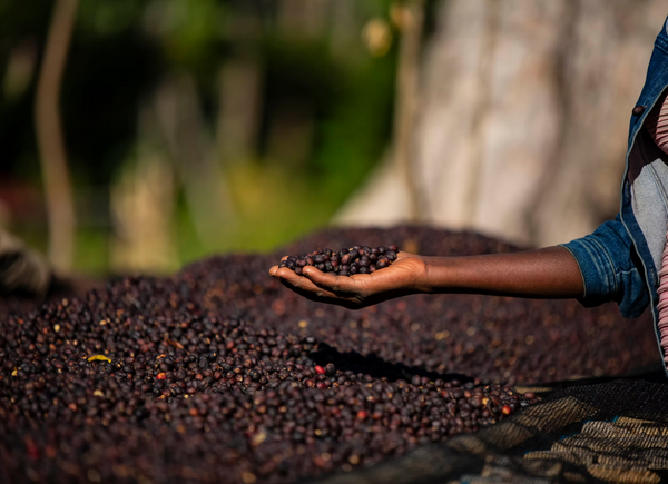 Pirates of Coffee - Bloom, Daye Bensa Ethiopia Abore Washed