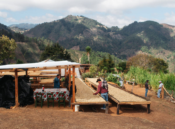 September Coffee - Irineo Ramirez Milk Espresso, Guatemala Washed Pache