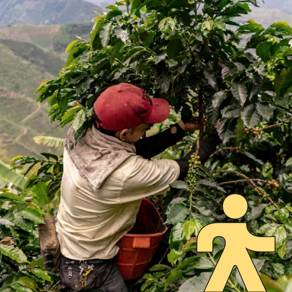 Roseline Coffee - Cartwheel Blend