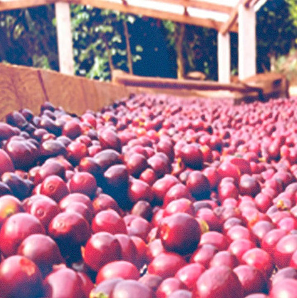 Pirates of Coffee - Apple Pie: Brazil Anaerobic Natural