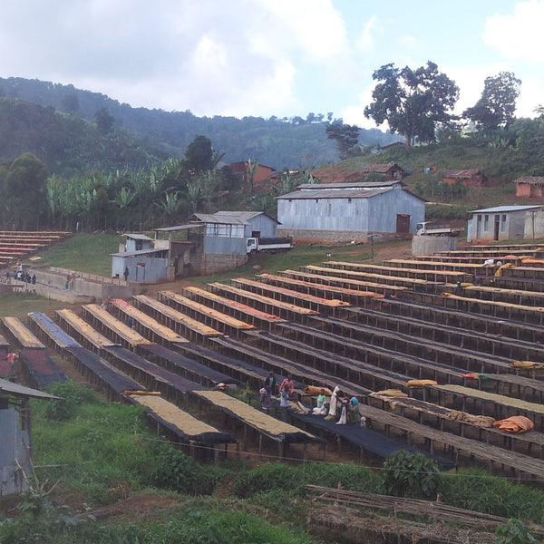 Roseline Coffee - Ethiopia Tesfaye Bekele OCR Gesha